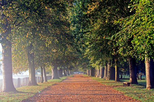 tree-lined.jpg