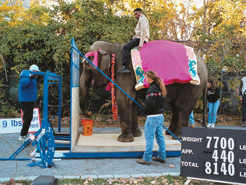 elephant-carl-lewis.jpg